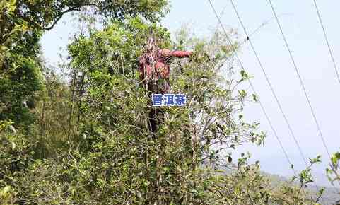 普洱茶采摘标准是什么？详解茶叶采摘要求与方法