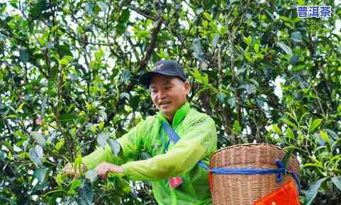 茶叶提香需要多长时间？从采摘到饮用的过程解析