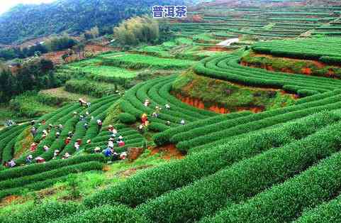 华安茶叶：从茶园到杯中的全过程介绍