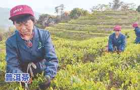 揭西茶的种植情况及主要品种简介