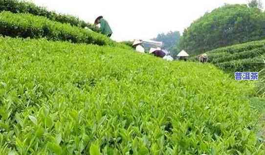 揭西出产什么茶？探索当地知名茶叶品种及产量