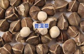 玉米须普洱茶对女性减脂效果怎样？可以喝吗？正确用量是多少？功效与作用是什么？