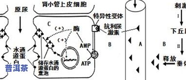 普洱茶酶活性变化图解法-普洱茶酶活性变化图解法视频