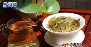 冰岛普洱茶是哪个的-冰岛普洱茶是哪个的茶