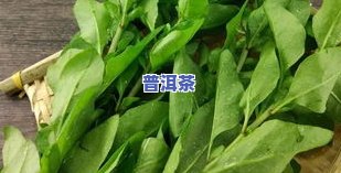 像树叶一样的茶叶：微苦口感，属于什么茶？附图片