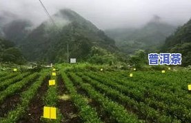 黔西南名茶：揭秘最古老茶村与地方特产