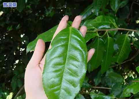 南等普洱茶口感：探索南等古树普洱茶的味道与特点