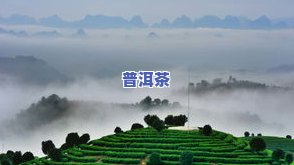 桂林普洱茶：专供上门服务，广西桂林茶叶种类及桂林茶场介绍，哪里有茶叶批发？