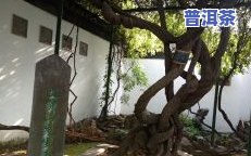 平西王府古树茶：历史与品质的价格体现