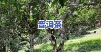 平西王府古树茶：历史与品质的价格体现