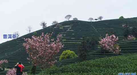 杭州有名的茶叶-杭州有名的茶叶有哪些