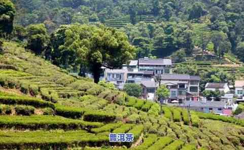 杭州有名的茶叶-杭州有名的茶叶有哪些