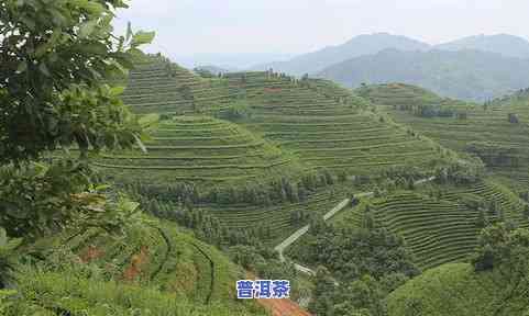 湖南有哪些茶叶-湖南有哪些茶叶好