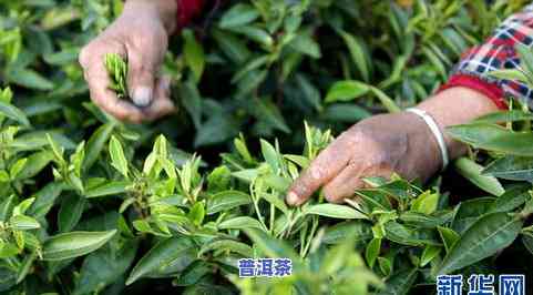 湖南有哪些茶叶-湖南有哪些茶叶好