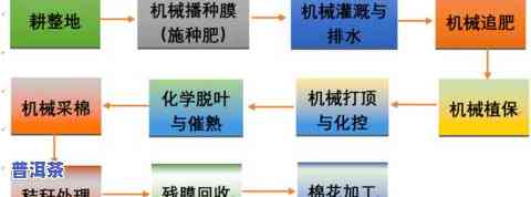 普洱茶揉捏工艺详解：流程、步骤与特点