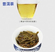 冰岛普洱茶云南大叶种-冰岛普洱茶云南大叶种晒青毛茶