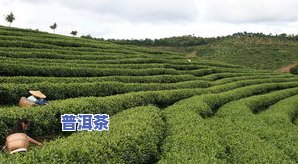 普洱茶森林韵味：探寻茶叶与大自然的完美结合