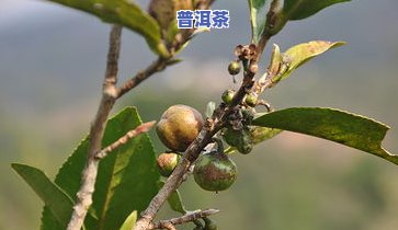 普洱茶籽种-普洱茶种子