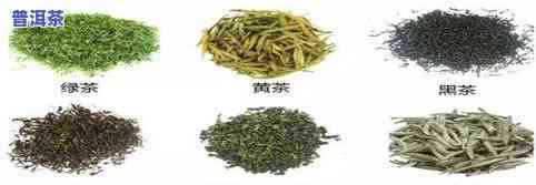 春芽茶叶属于哪种茶种？详解其类别和特点