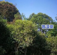 普洱茶冷泡的冲泡方法，「普洱茶冷泡法」：简单易学的茶叶新喝法！