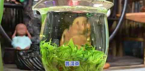 普洱茶种菜-普洱茶叶种植