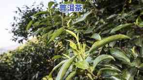 普洱茶种菜-普洱茶叶种植