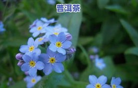 普洱茶中蓝色花朵的含义与图片：蓝印、蓝标的解析