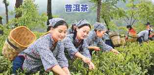 夏天采摘的茶叶：除了夏茶，还有哪些别称？