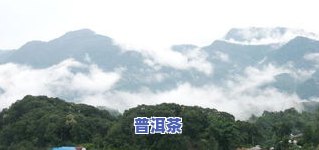 易武天门山高杆普洱茶：特点、圆茶与价格全解析