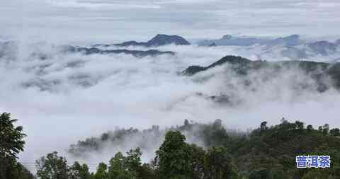 易武天门山高杆普洱茶：特点、圆茶与价格全解析