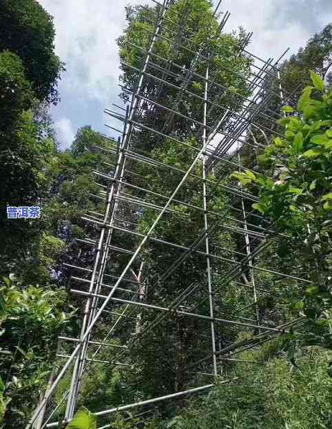 易武天门山高杆普洱茶：特点、圆茶与价格全解析