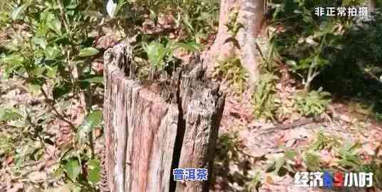 云南天门山高杆树：种类、树木及古树茶价格介绍