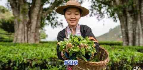 深入熟悉普洱茶的生产过程：从采摘到发酵，一探究竟！