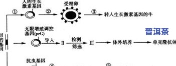 “微生物和普洱茶的危害：全面解析其关系及作用”