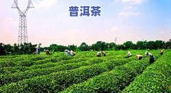 达州茶叶：品种、及场全解析