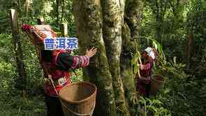 普洱茶采-普洱茶采摘时间