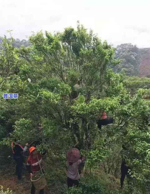 云县白莺山古树普洱茶-云南云县白莺山古茶树资源考察