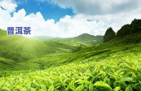 勐海勐景号茶庄：揭秘历史悠久的勐景紧茶与云南特色茶园