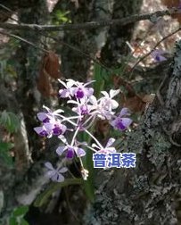 白马普洱茶-白马山普洱茶