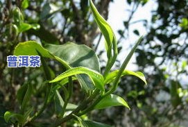 毛茶是普洱茶吗？探讨大叶青、云南大叶种晒青与普洱茶的关系