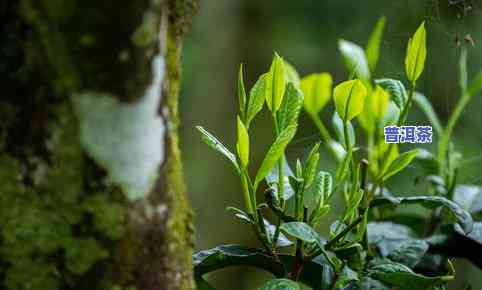 普洱茶纯料茶的特点和功效-普洱茶纯料茶的特点和功效是什么