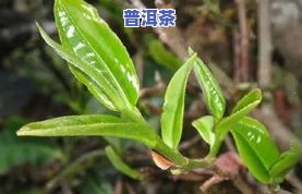 章家三队古树茶价格及产品信息全览