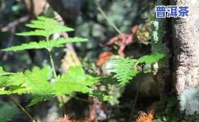 章家三队古树茶价格及产品信息全览