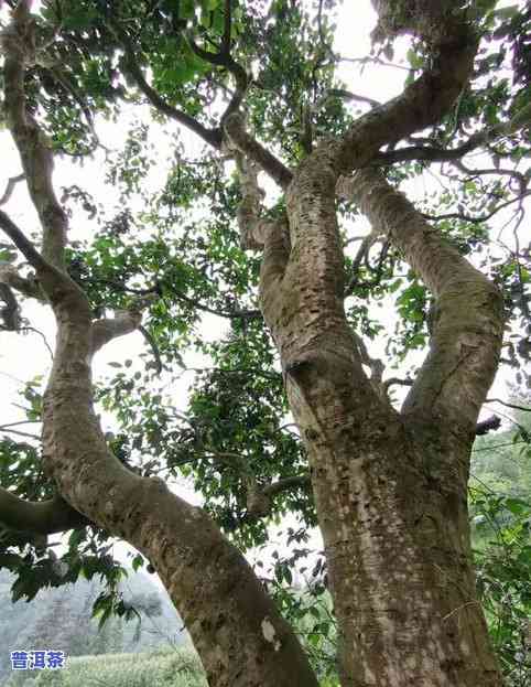 仙人山古树普洱茶价格多少-仙人山古树普洱茶价格多少钱