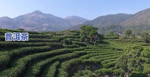 巴马茶叶产地：探寻广西著名茶区的特别魅力