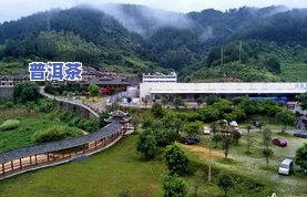 广西巴马茶叶加工厂-广西巴马茶叶加工厂地址