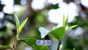 探究普洱茶树叶：形态、图片及卷曲原因全解析