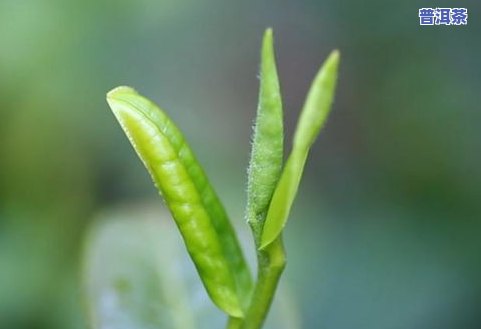 茶叶圆圆是秋天对吗-茶叶圆圆是秋天对不对