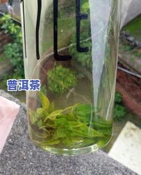 苦丁茶是茶叶做的吗-苦丁茶是茶叶做的吗?