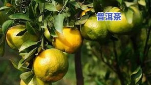 金柑普洱茶的功效、作用及价格全解析